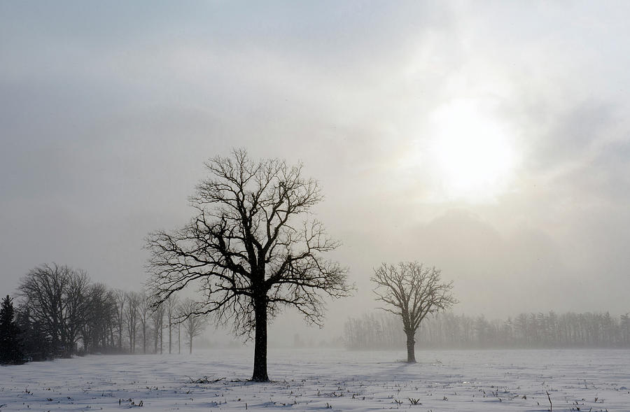 Setting Sun, Blowing Snow Photograph by Gail Shotlander