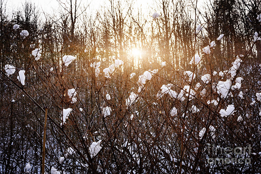 Tree Photograph - Setting sun in winter forest by Elena Elisseeva