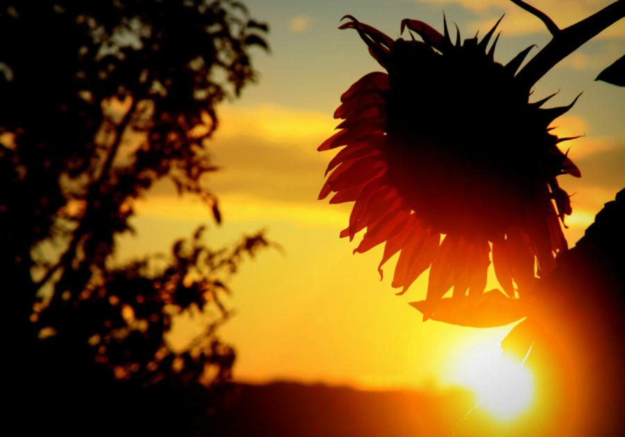 Setting Sunflower Photograph by Aurelio Zucco