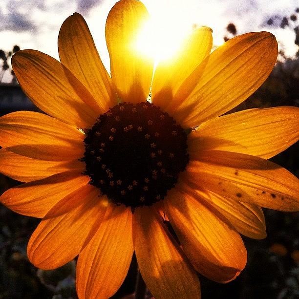 Sunset Photograph - Setting Sunflower. #sunset #sunflower by Austin Orr