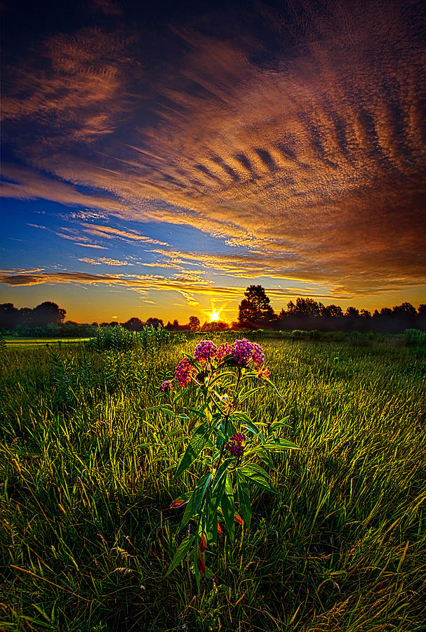 Nature Photograph - Setting with the Sun by Phil Koch