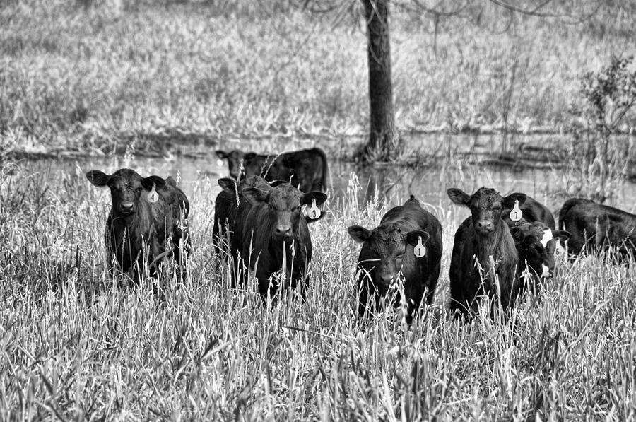 Eight Babies Photograph by Jan Amiss Photography