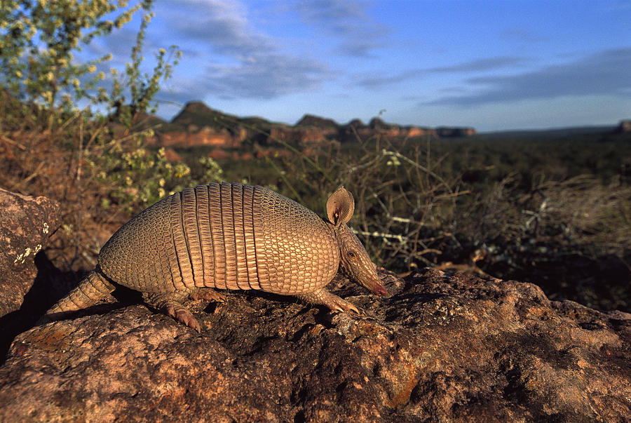 Seven-banded Armadillo Brazil Photograph by Pete Oxford