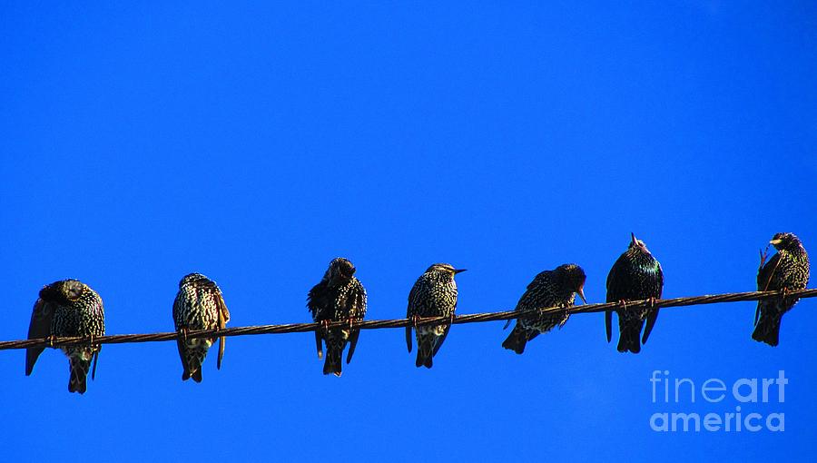 Bird Photograph - Seven Birds by Callan Art
