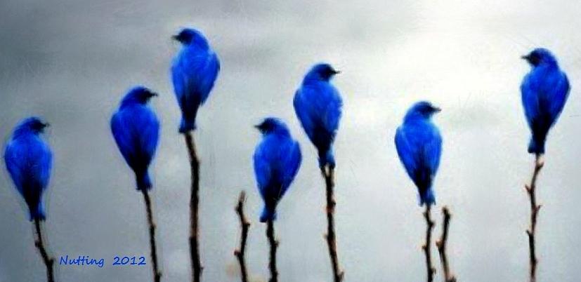 Seven Birds of Blue Painting by Bruce Nutting