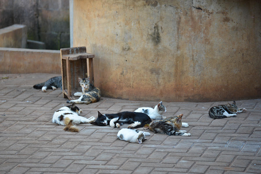 Eight Cats in the Drum Makers Yard Photograph by Ronda Broatch