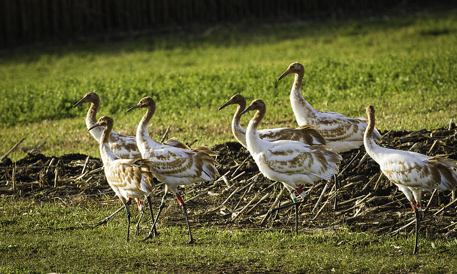 Seven DAR Whooping Cranes Photograph by Thomas Young