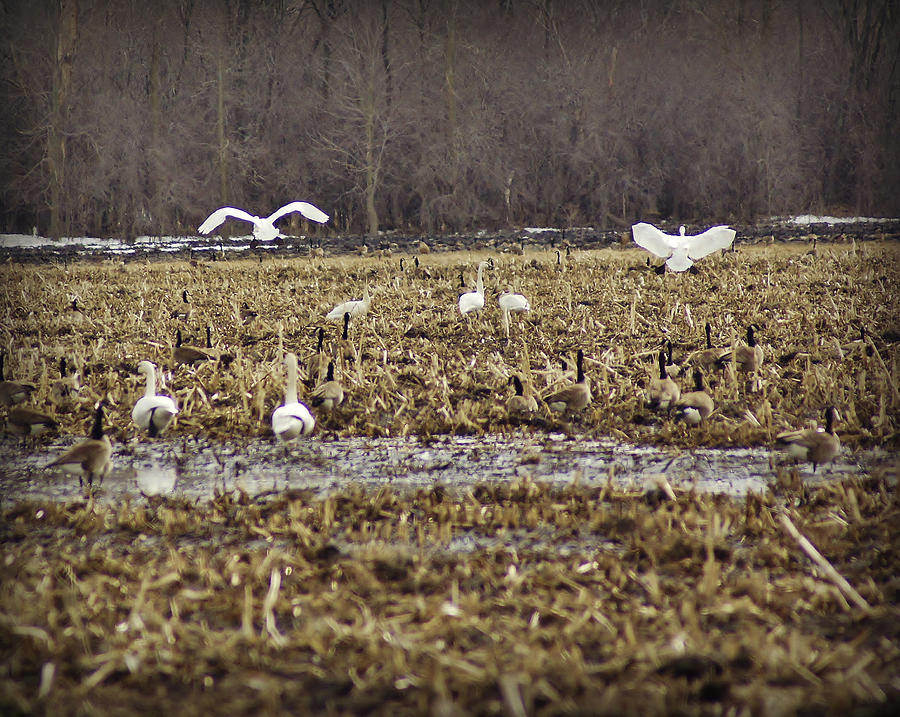 Seven Foot Wingspan Photograph by Carol Toepke | Fine Art America