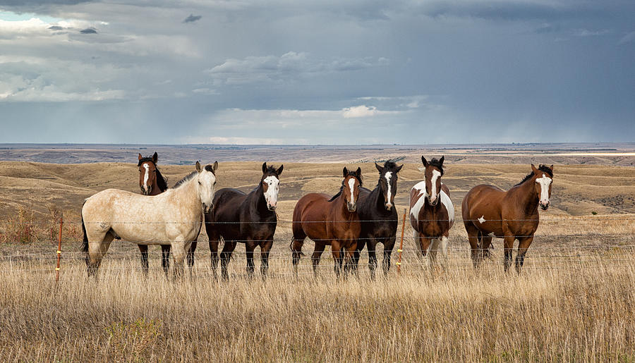 Nature Photograph - Seven Horses on the Range by Abby Krim