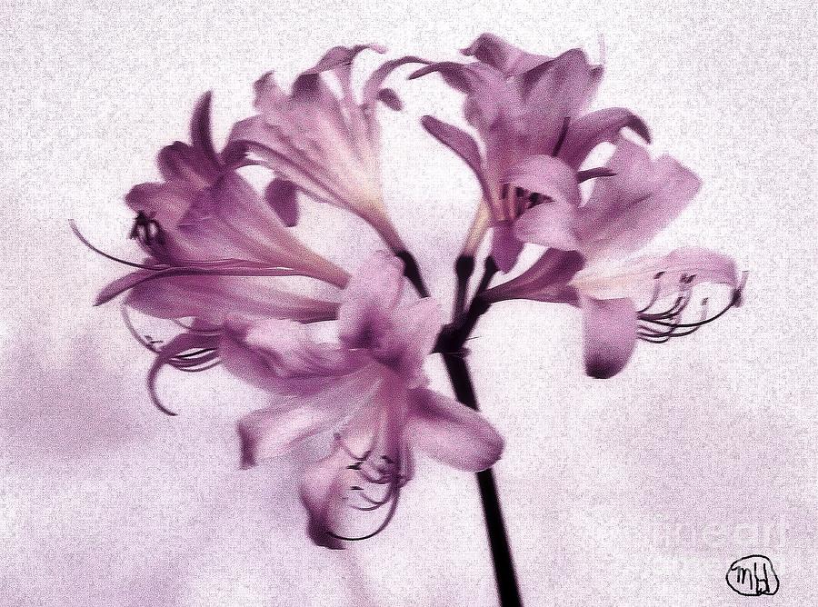 Digital Photograph - Seven Lilies From Heaven by Marsha Heiken