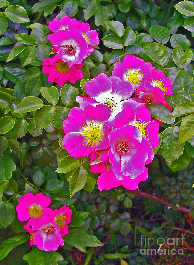 Seven Sisters Rose Clusters Photograph by Marian Bell | Fine Art America