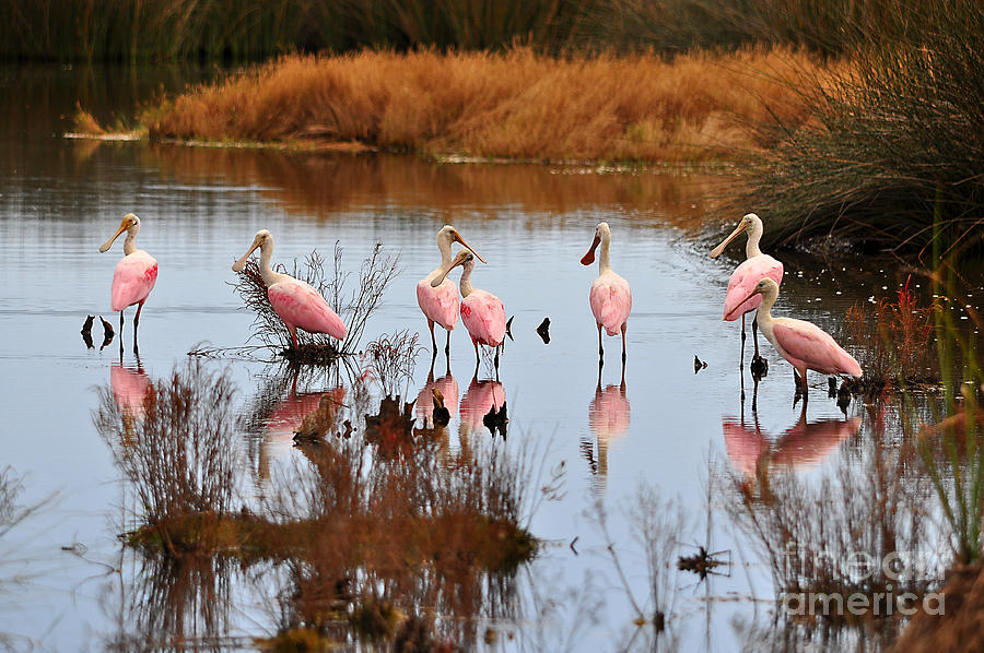 Roseate Spoonbills Photograph - Seven Spoonbills by Al Powell Photography USA