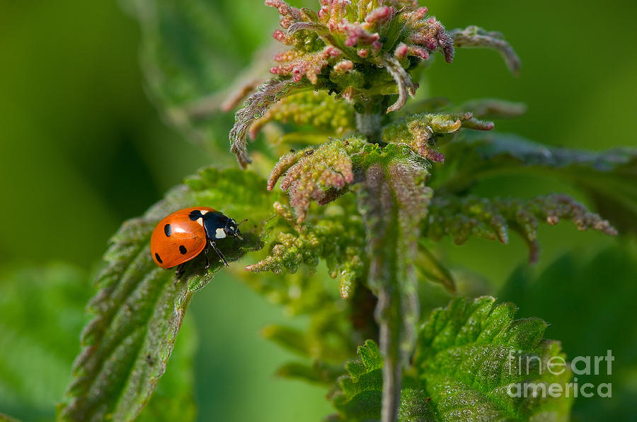 Seven-spot Ladybird Photograph by Steen Drozd Lund