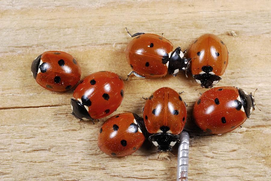 Seven-spot Ladybirds Photograph By Science Photo Library - Pixels