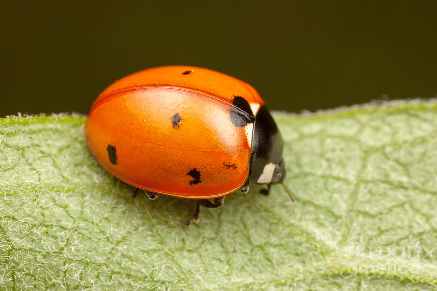 Seven-spotted Lady Beetle I Photograph by Clarence Holmes