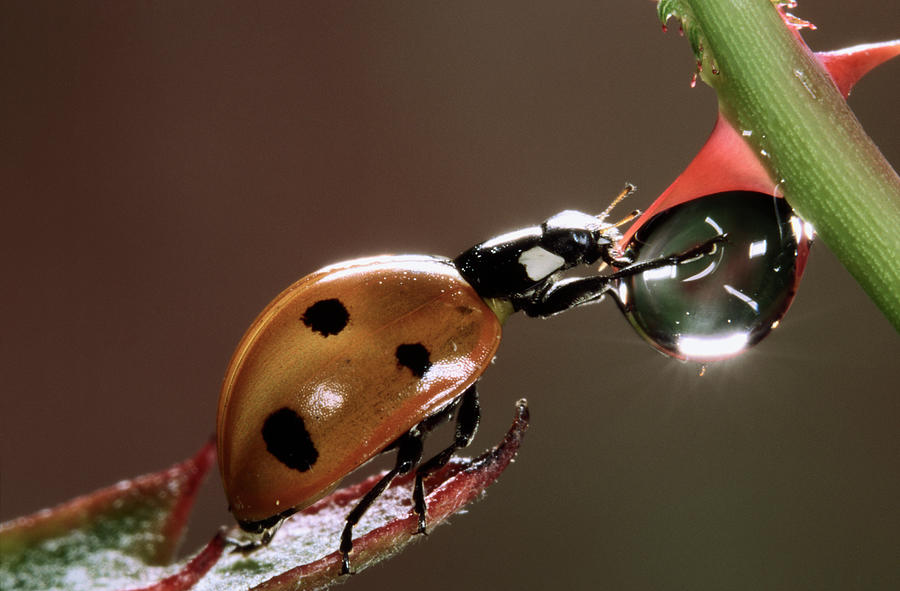 Nis Photograph - Seven-spotted Ladybird Drinking by Jef Meul
