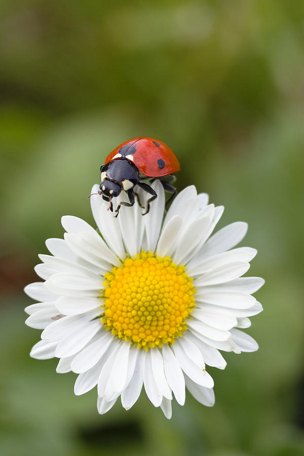 Seven-spotted Ladybird On Common Daisy Photograph by Konrad Wothe
