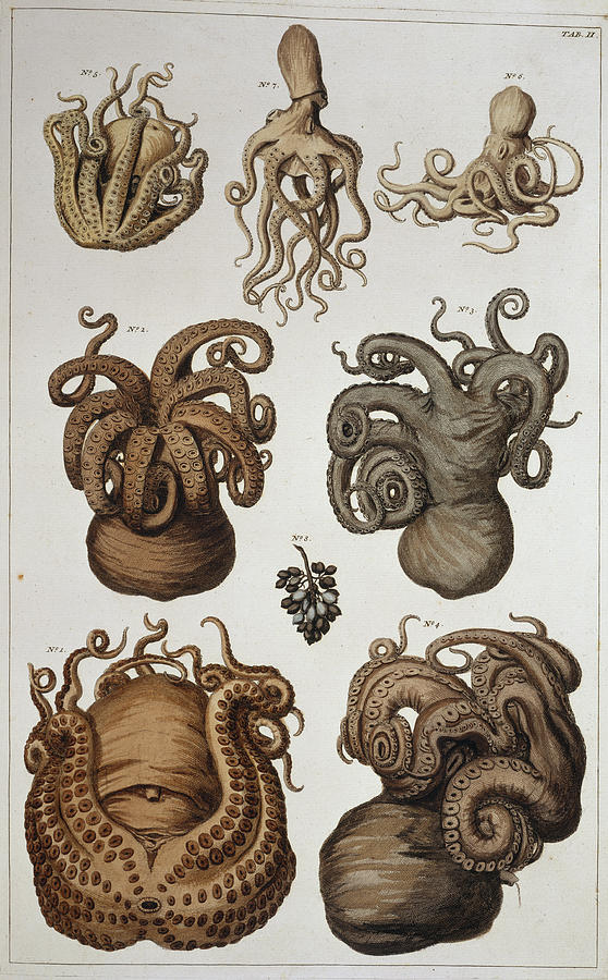Octopus Photograph - Seven Squid And Octopuses by Natural History Museum, London