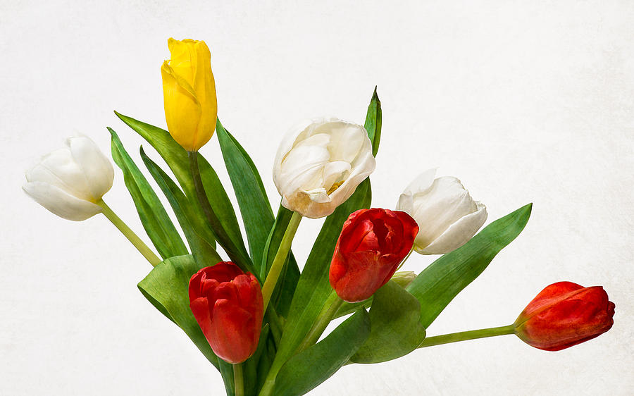 Seven Tulips - Four Colors Photograph by Alexander Senin