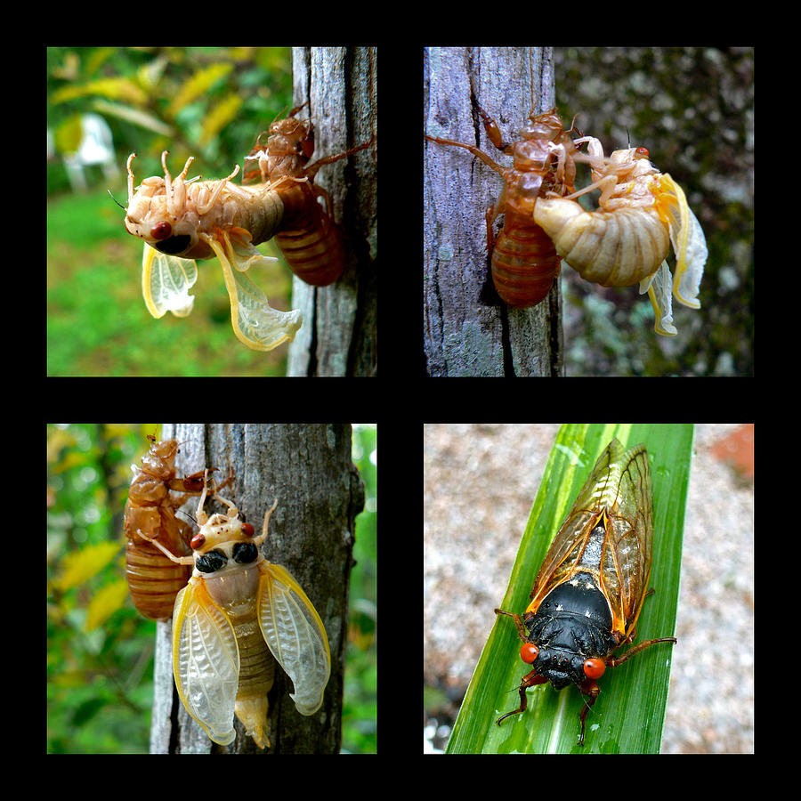 Seventeen-Year Cicada Photograph by Jean Wright