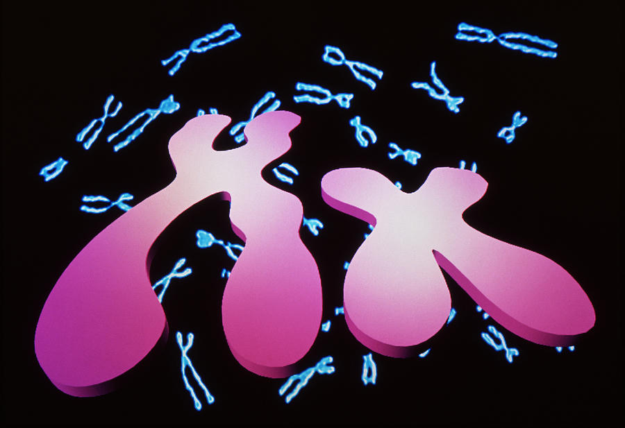 Sex Chromosomes Photograph By Alfred Pasiekascience Photo Library 