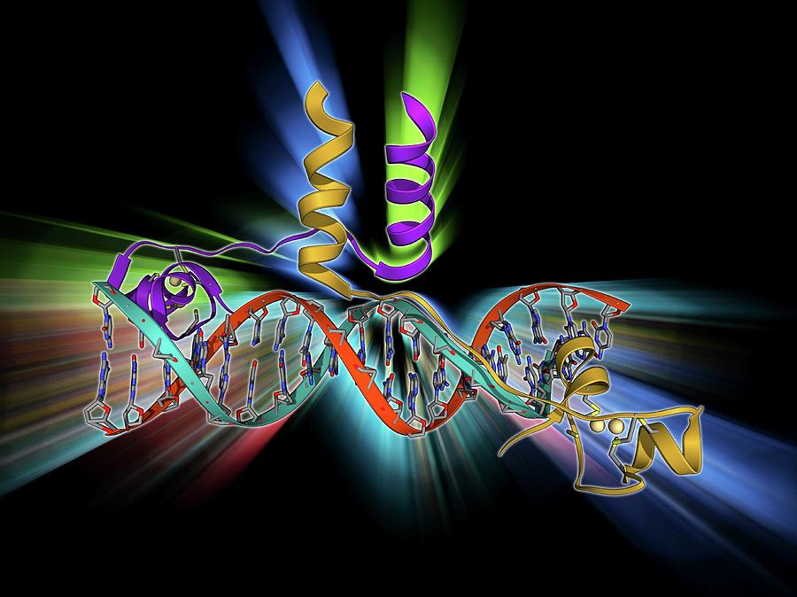 Sex Hormone Binding Globulin Molecule Photograph By Laguna Design 5037