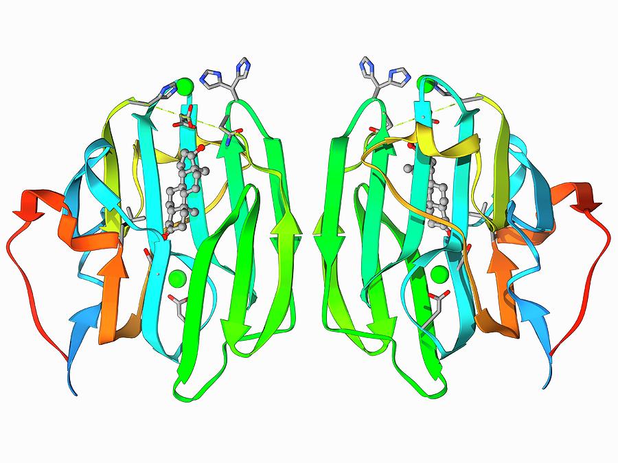 Sex Hormone Binding Globulin Molecule Photograph By Laguna Design 2480