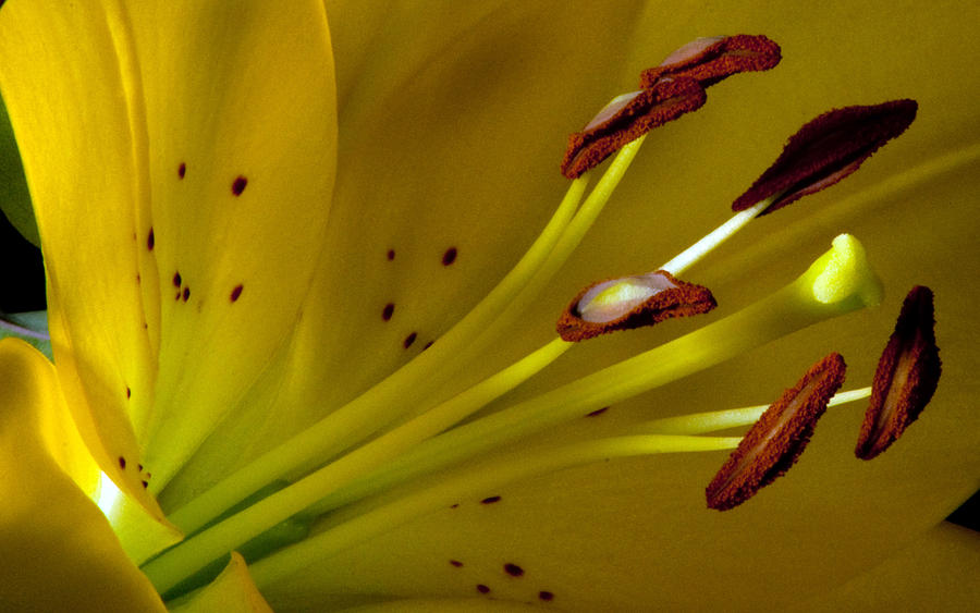 Wildflower Photograph - Sex of a Lilly by Eric Rundle