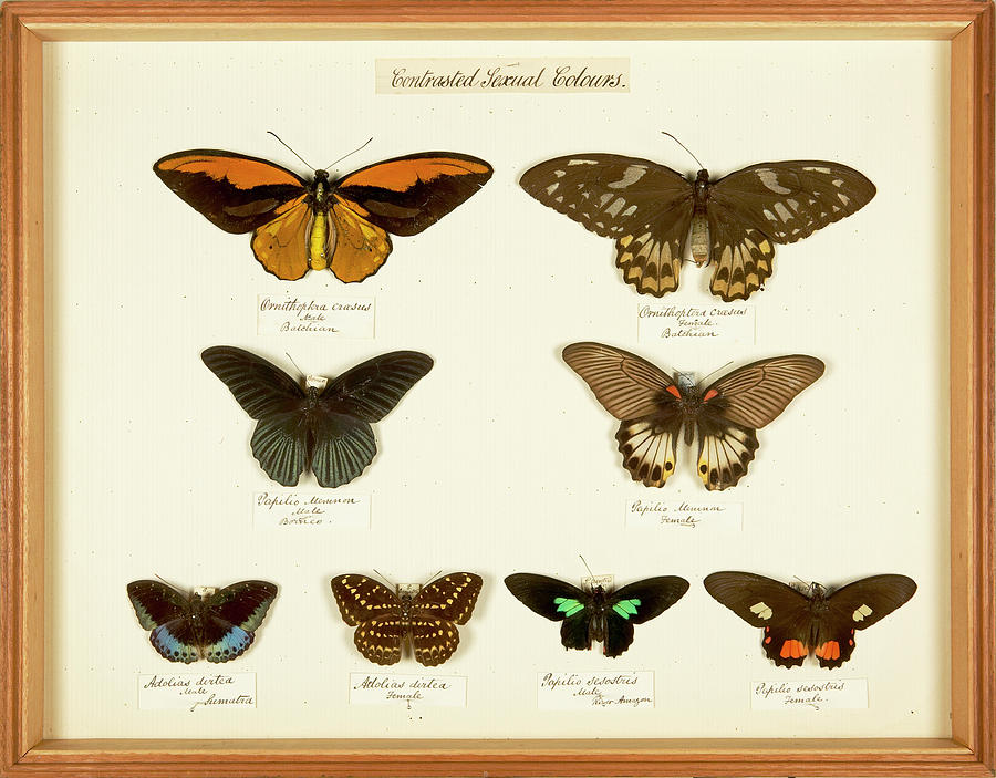 Nature Photograph - Sexual Dimorphism In Butterflies by Natural History Museum, London