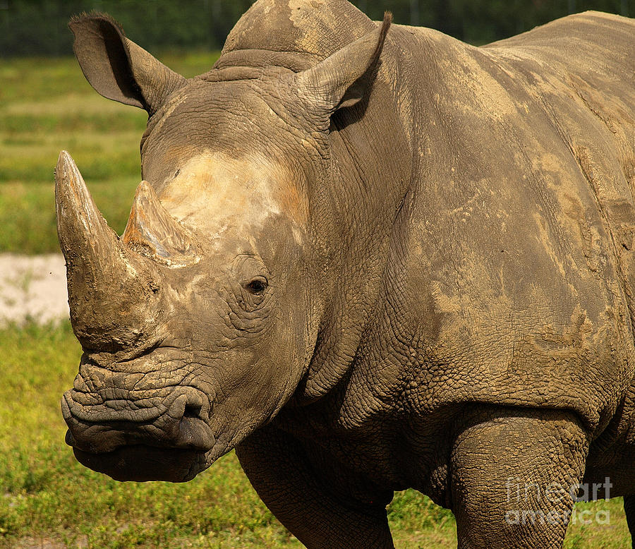 Sexy Rhino Photograph by Raymond Earley