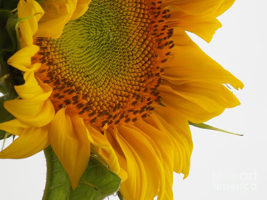 Sexy Sunflower Photograph By Lisa Tippette Pixels