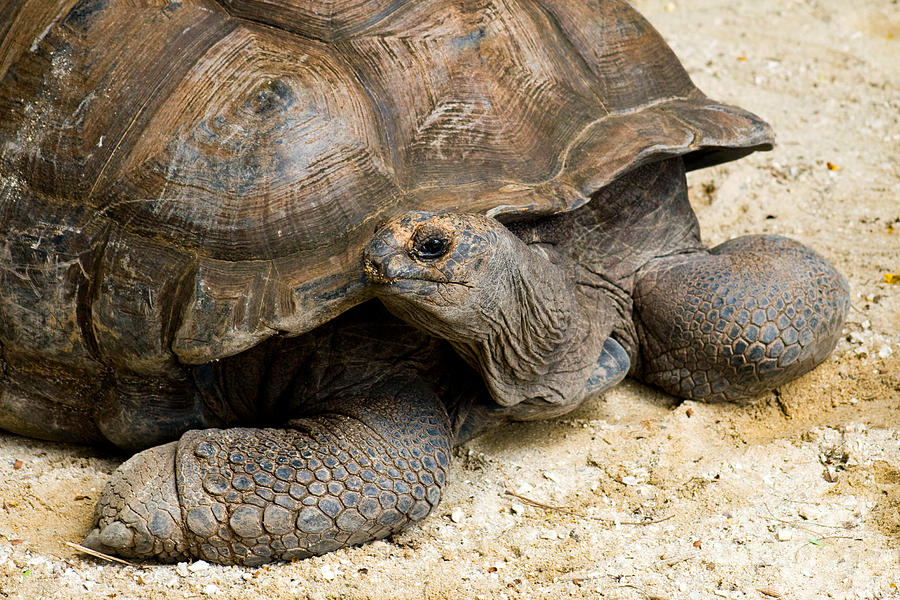 Seychelles Giant Tortoise Extinct Photograph by Tim Holt - Fine Art America