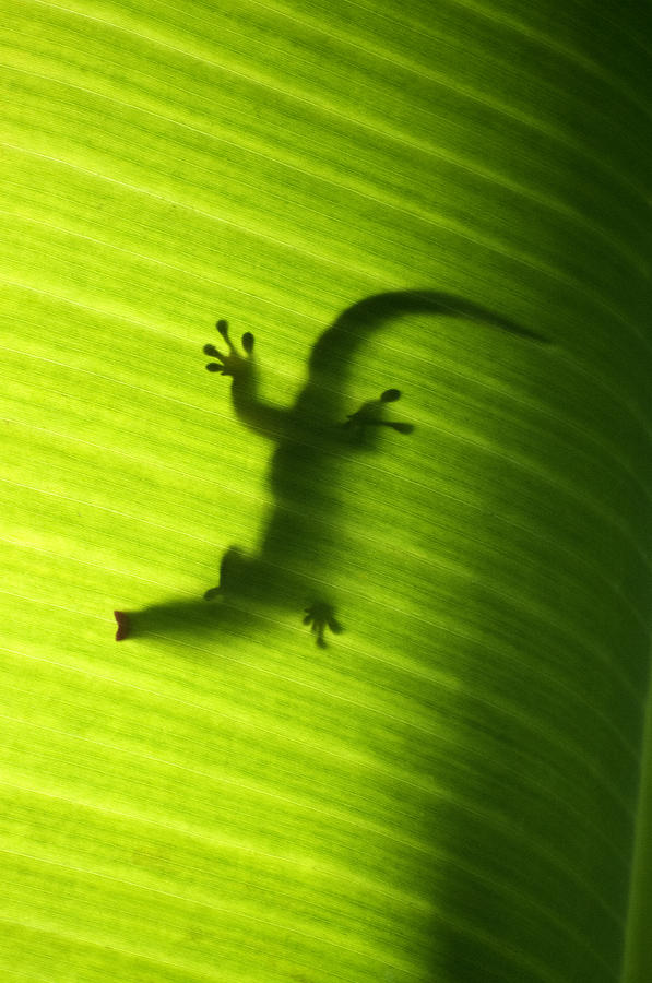 Seychelles small day gecko Photograph by Fabrizio Troiani