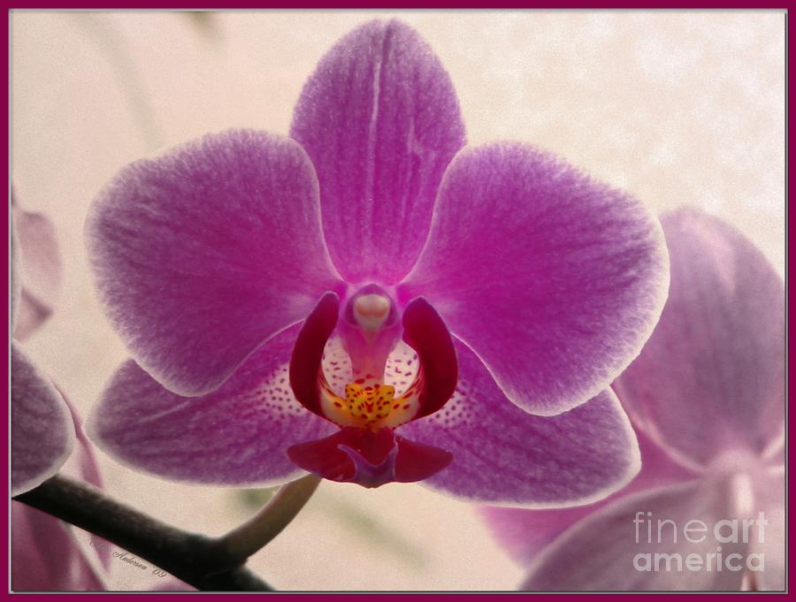 Seymore Conservatory Orchid Photograph by Chris Anderson