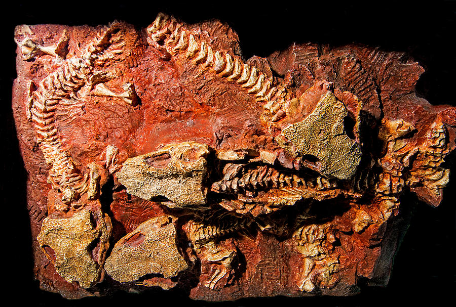Art print POSTER CANVAS Permian Amphibian Fossil