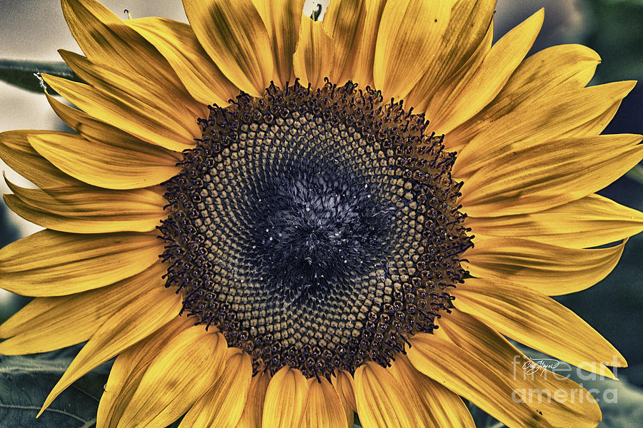 Sunflower Photograph - Shabby Chic Sunflower by Cris Hayes