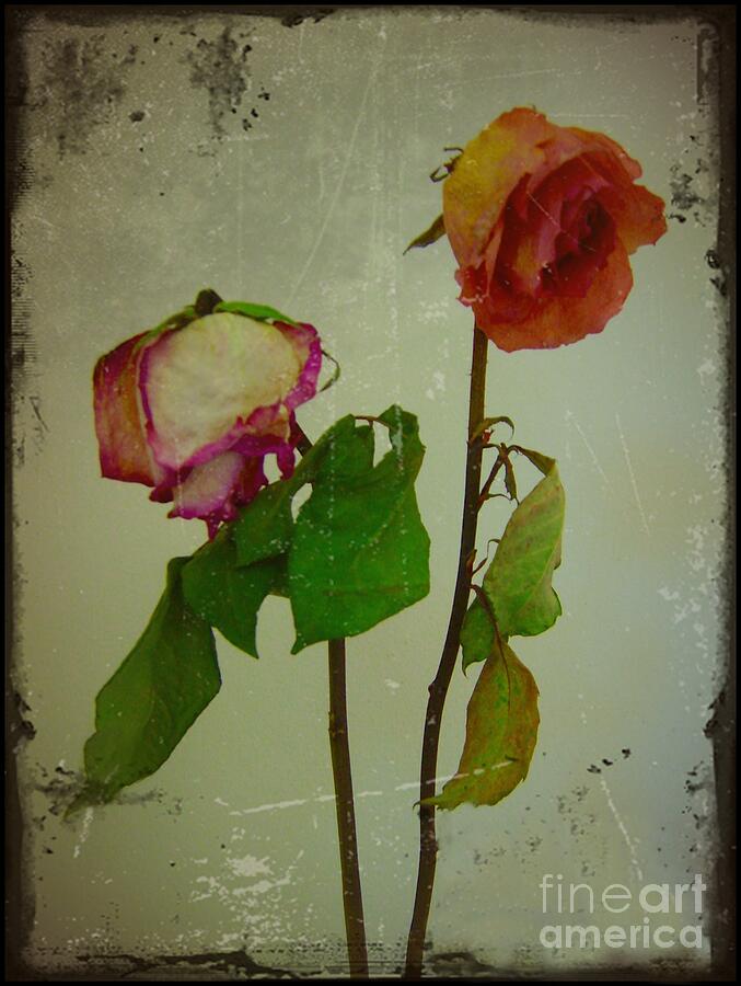 Shabby Old Roses Photograph by Patricia Strand