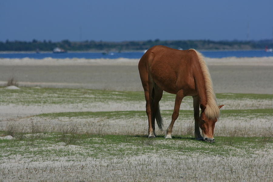 Shackleford Banks Mare Photograph by Marty Fancy