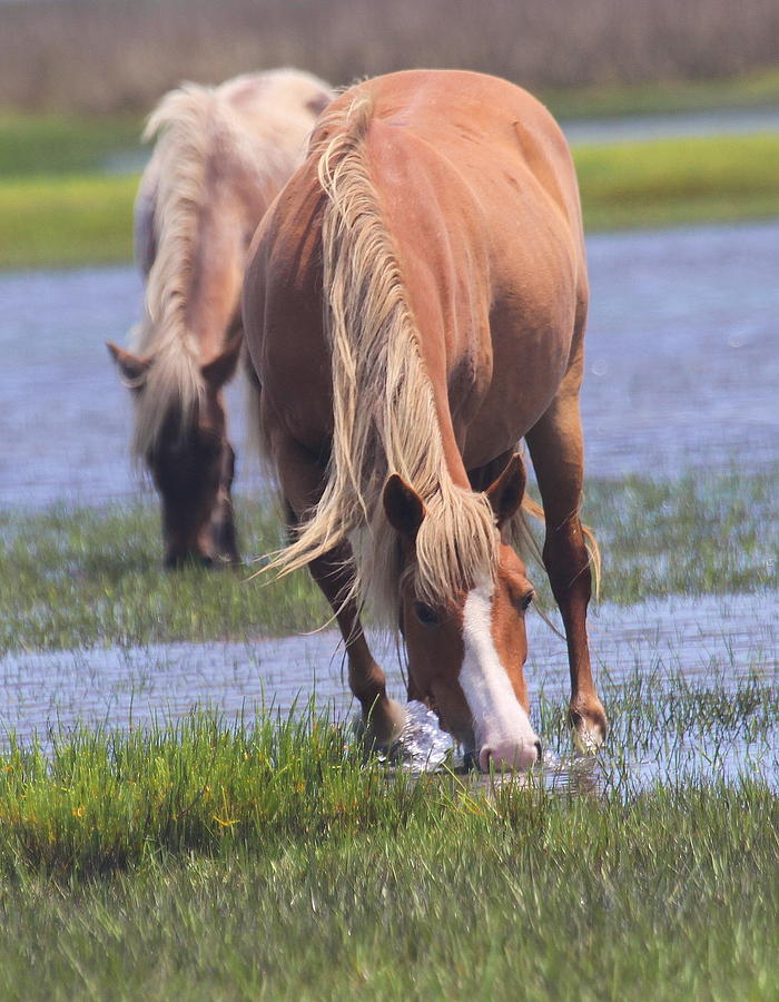 Horse Photograph - Shackleford Banks Ponies 2014 13 by Cathy Lindsey