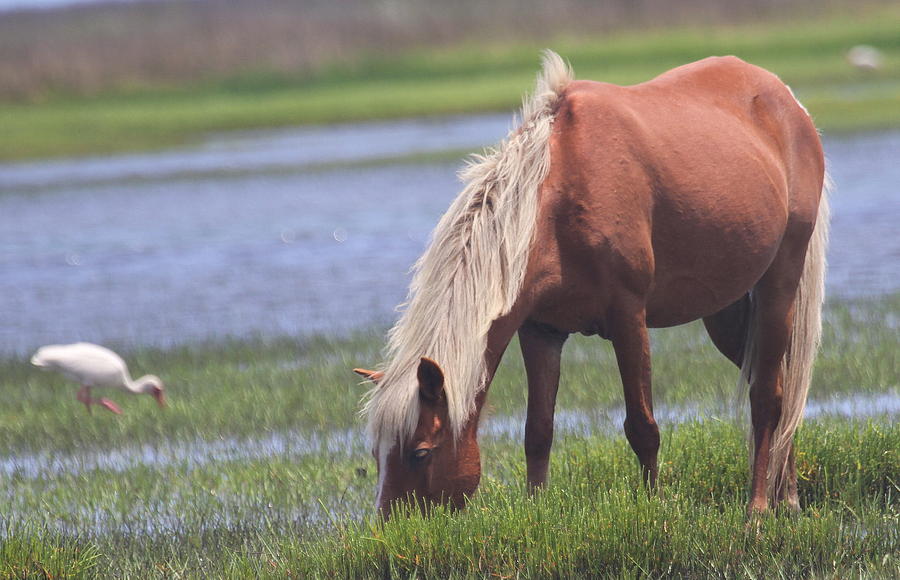 Shackleford Banks Ponies 2014 19 Photograph by Cathy Lindsey - Fine Art ...