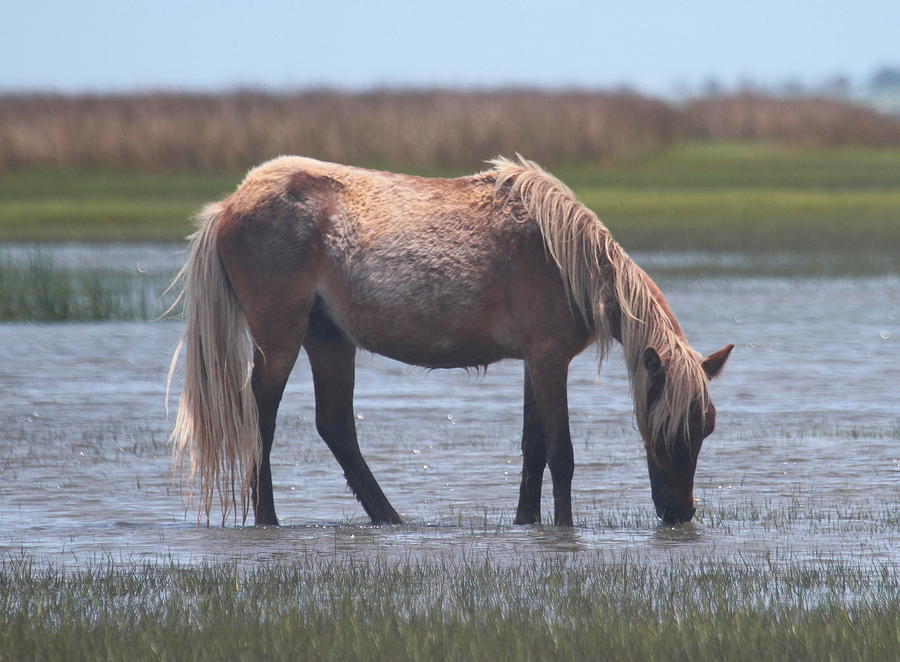 Horse Photograph - Shackleford Banks Ponies 2014 22 by Cathy Lindsey