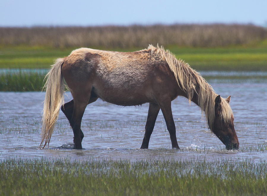 Shackleford Banks Ponies 2014 6 Photograph by Cathy Lindsey - Fine Art ...