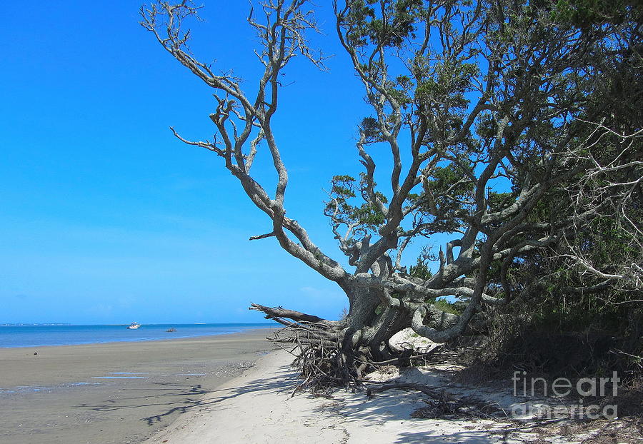 Tree Photograph - Shackleford Banks Tree 2 by Cathy Lindsey