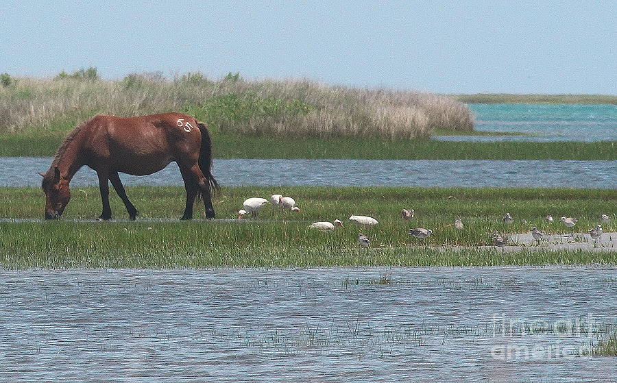 Seagull Photograph - Shackleford Horse and Friends by Cathy Lindsey