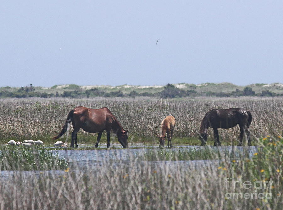 Seagull Photograph - Shackleford Horses and Friends 2 by Cathy Lindsey