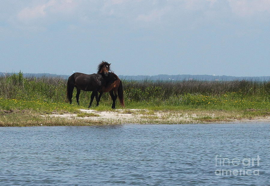 Horse Photograph - Shackleford Ponies 3 by Cathy Lindsey