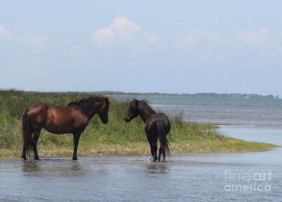 Horse Photograph - Shackleford Ponies 5 by Cathy Lindsey