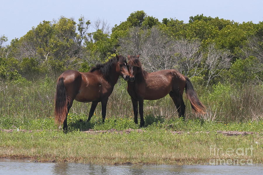 Horse Photograph - Shackleford Ponies by Cathy Lindsey