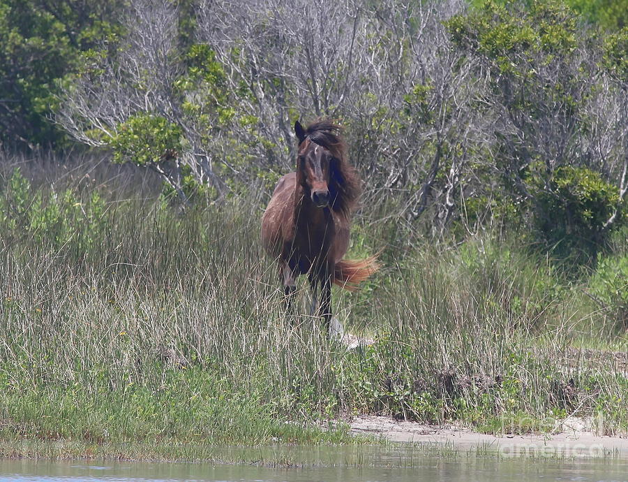 Horse Photograph - Shackleford Pony 2 by Cathy Lindsey