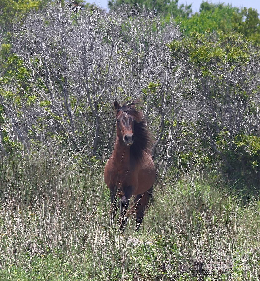 Horse Photograph - Shackleford Pony by Cathy Lindsey